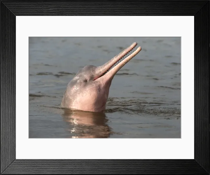 Framed Print : Picture No. 10898937 Framed Print : Picture No. 10898937