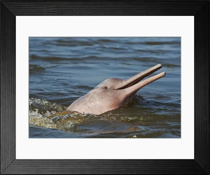 Framed Print : Picture No. 10898944 Framed Print : Picture No. 10898944
