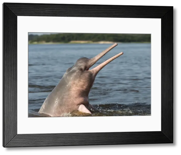 Framed Print : Picture No. 10898945 Framed Print : Picture No. 10898945