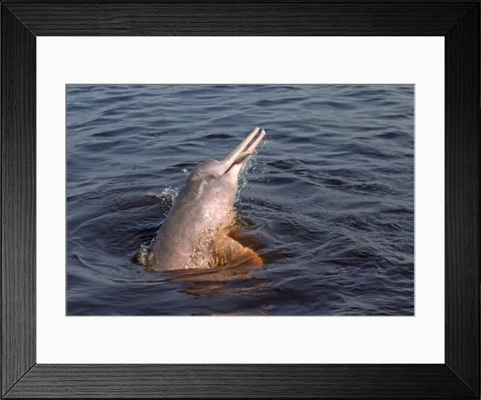 Framed Print : Picture No. 10898942