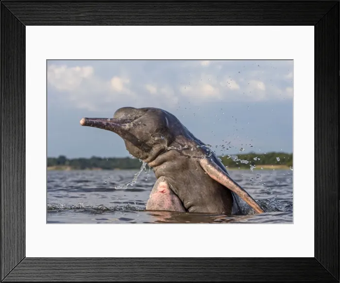 Framed Print : Picture No. 10898954