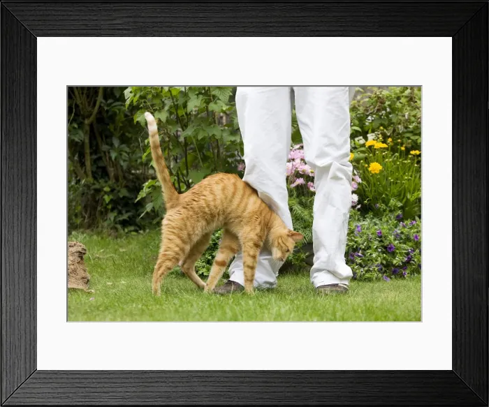 Framed Print : Picture No. 10773074 Framed Print : Picture No. 10773074