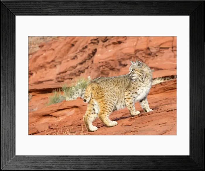 Framed Print : Picture No. 10898972 Framed Print : Picture No. 10898972