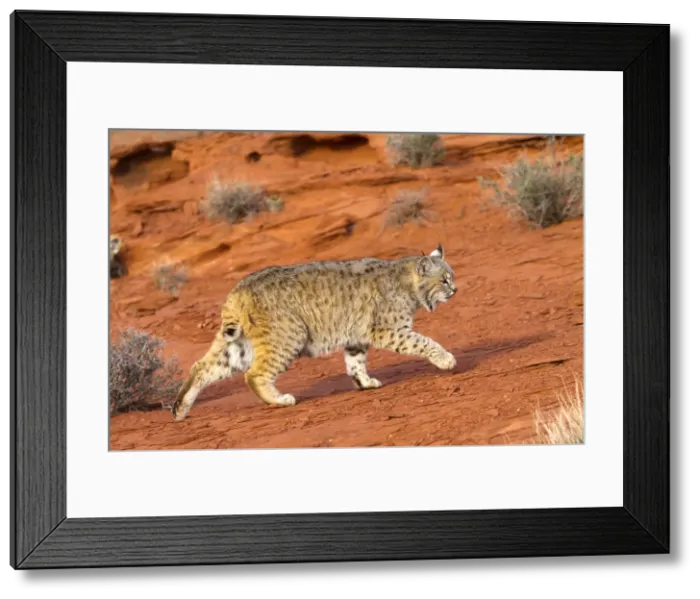 Framed Print : Picture No. 10898973 Framed Print : Picture No. 10898973