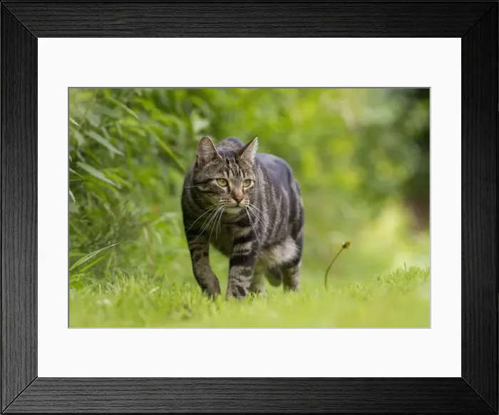 Framed Print : Picture No. 10898263