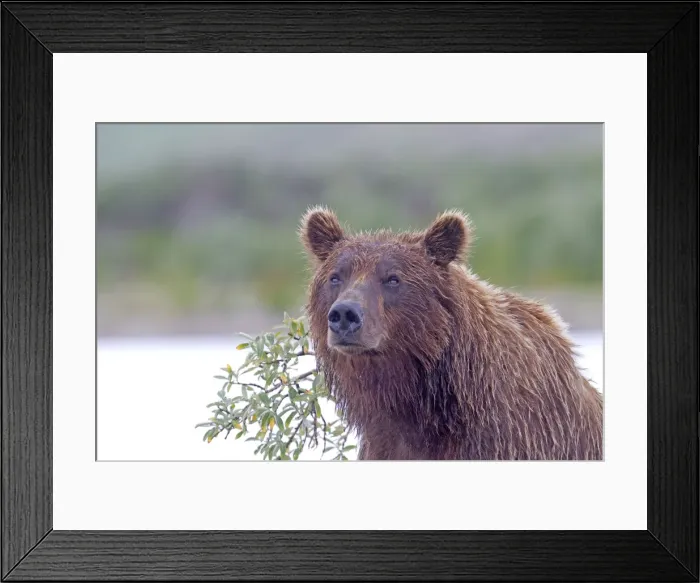 Framed Print : Picture No. 10898114 Framed Print : Picture No. 10898114