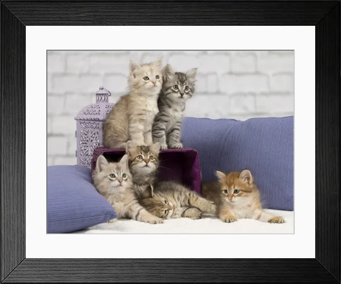 Framed Print : Picture No. 10898461 Framed Print : Picture No. 10898461