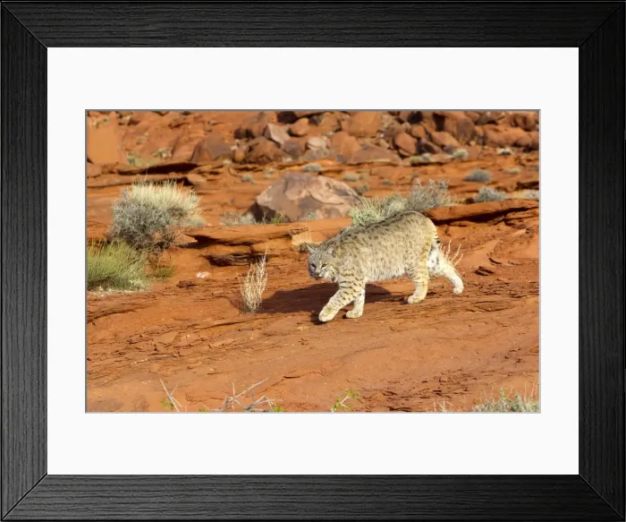 Framed Print : Picture No. 10898971