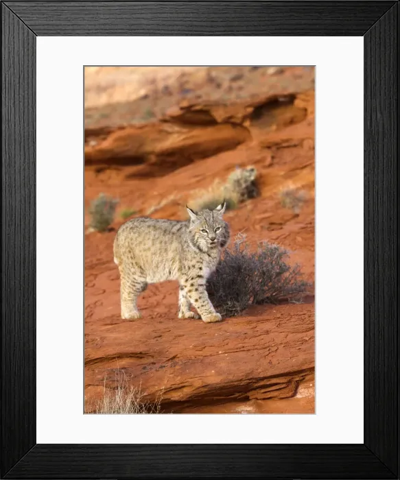 Framed Print : Picture No. 10898974 Framed Print : Picture No. 10898974
