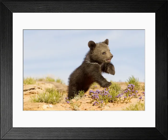 Framed Print : Picture No. 10898981 Framed Print : Picture No. 10898981
