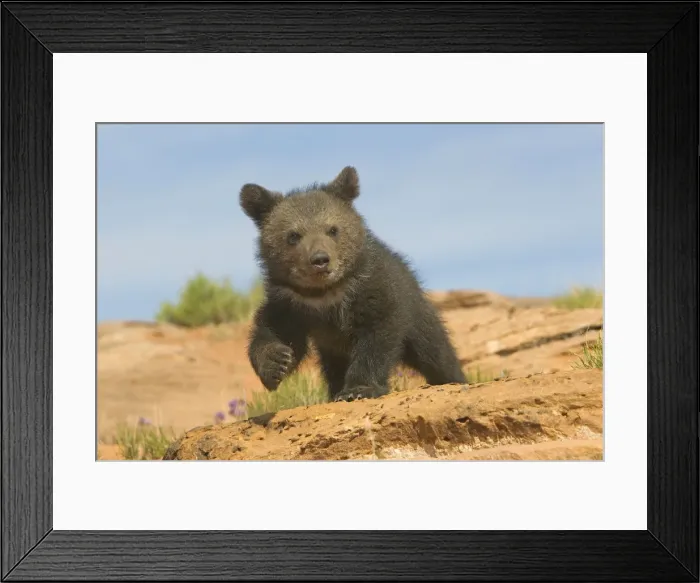 Framed Print : Picture No. 10898982