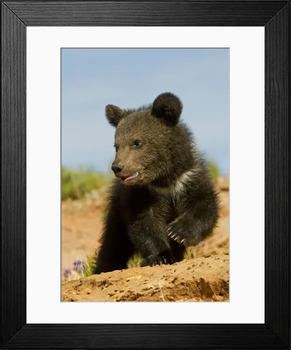 Framed Print : Picture No. 10898984 Framed Print : Picture No. 10898984