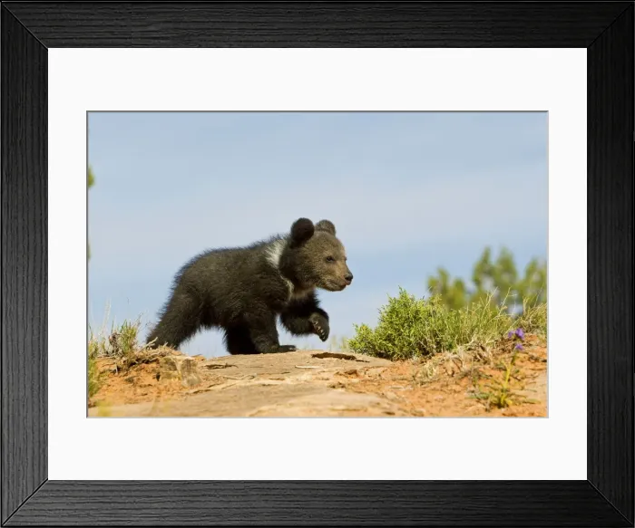 Framed Print : Picture No. 10898983