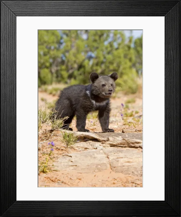 Framed Print : Picture No. 10898987 Framed Print : Picture No. 10898987