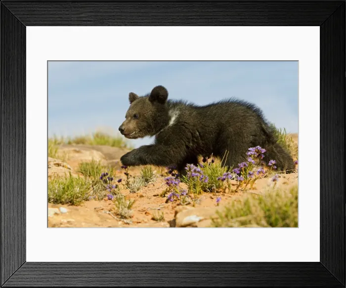 Framed Print : Picture No. 10898985 Framed Print : Picture No. 10898985