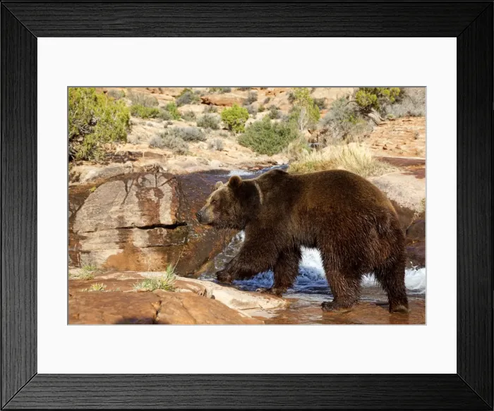 Framed Print : Picture No. 10898989 Framed Print : Picture No. 10898989