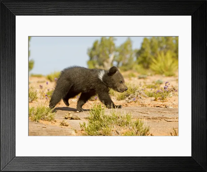 Framed Print : Picture No. 10898986 Framed Print : Picture No. 10898986
