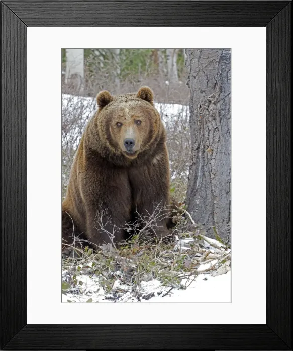 Framed Print : Picture No. 10898993 Framed Print : Picture No. 10898993