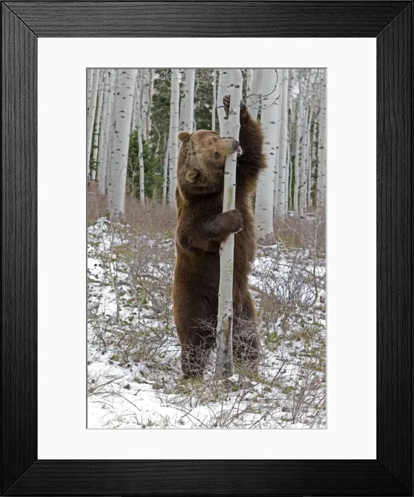 Framed Print : Picture No. 10898994 Framed Print : Picture No. 10898994