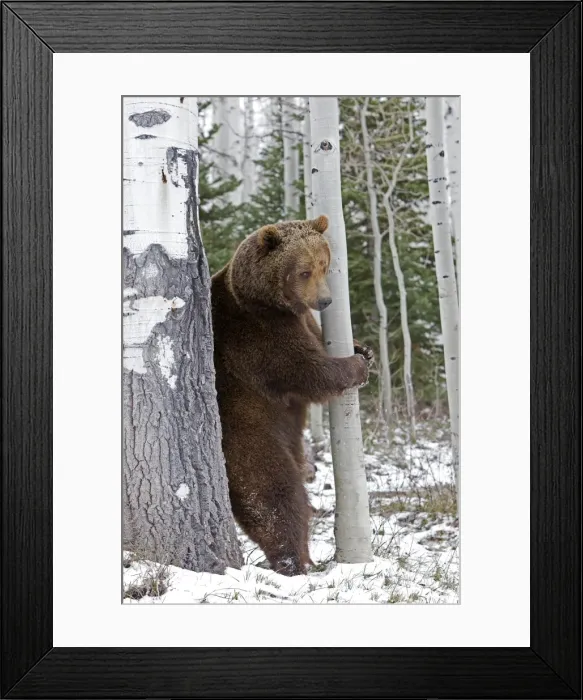 Framed Print : Picture No. 10898995