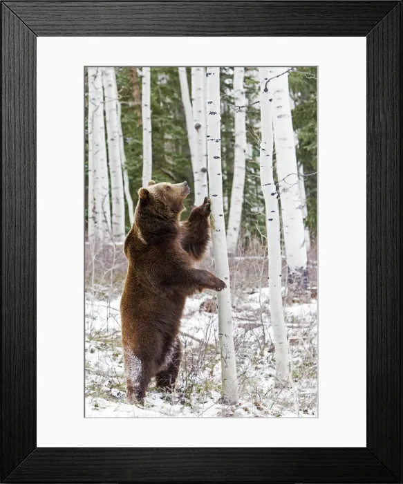 Framed Print : Picture No. 10898996 Framed Print : Picture No. 10898996