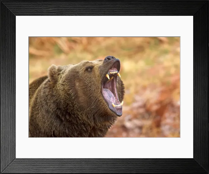 Framed Print : Picture No. 10898998 Framed Print : Picture No. 10898998