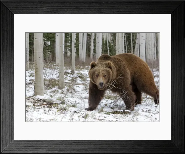 Framed Print : Picture No. 10899000 Framed Print : Picture No. 10899000