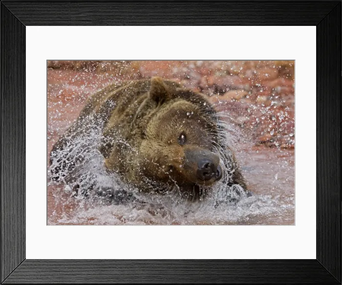Framed Print : Picture No. 10898997 Framed Print : Picture No. 10898997