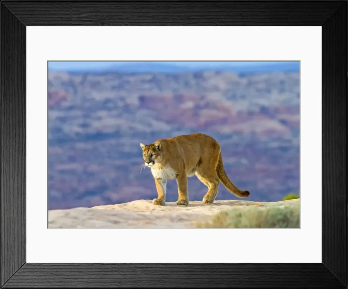 Framed Print : Picture No. 10899003 Framed Print : Picture No. 10899003