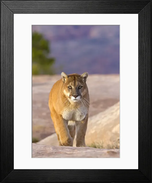 Framed Print : Picture No. 10899004 Framed Print : Picture No. 10899004