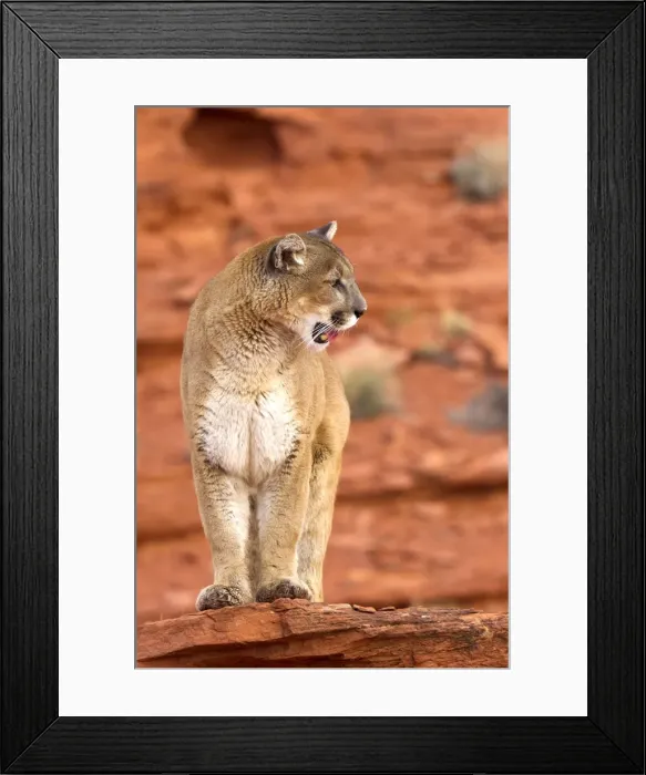 Framed Print : Picture No. 10899006 Framed Print : Picture No. 10899006