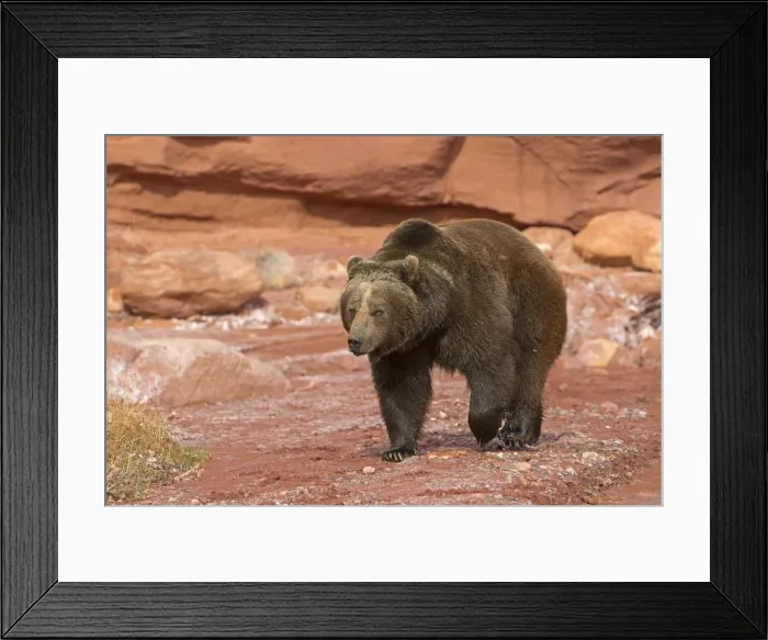 Framed Print : Picture No. 10899001 Framed Print : Picture No. 10899001