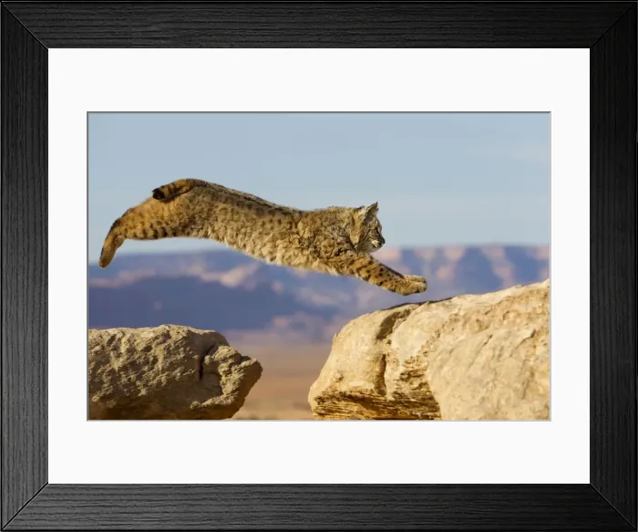 Framed Print : Picture No. 10899008 Framed Print : Picture No. 10899008