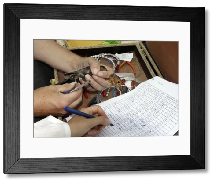 Framed Print : Picture No. 10778461 Framed Print : Picture No. 10778461