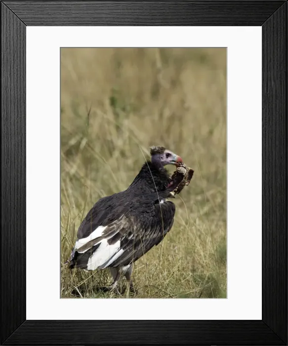 Framed Print : Picture No. 10778509 Framed Print : Picture No. 10778509