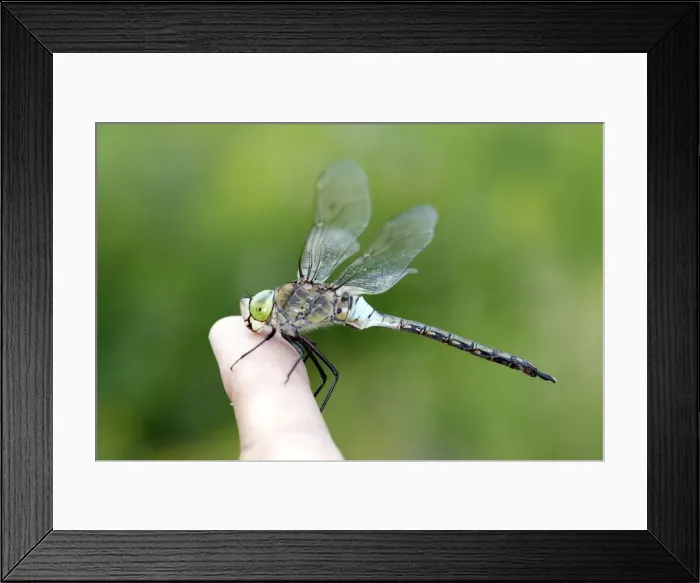 Framed Print : Picture No. 10778519 Framed Print : Picture No. 10778519