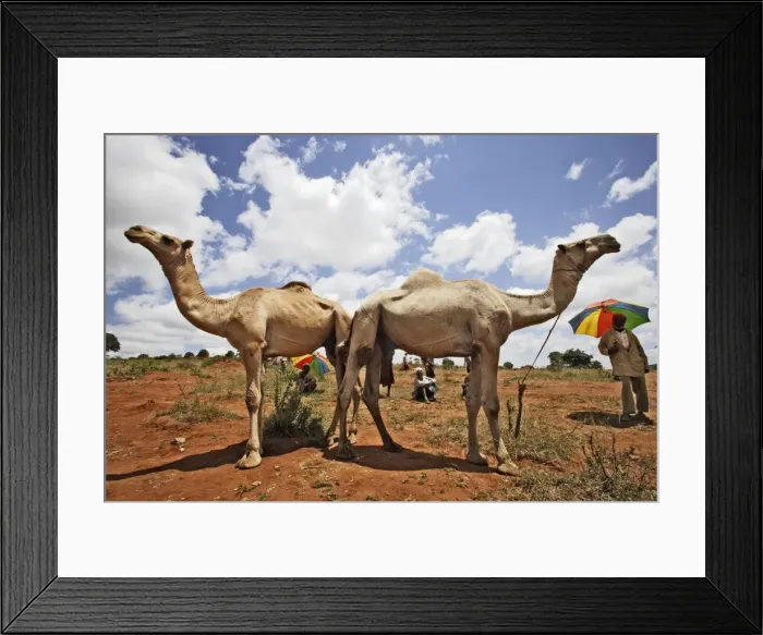 Framed Print : Picture No. 10778952 Framed Print : Picture No. 10778952