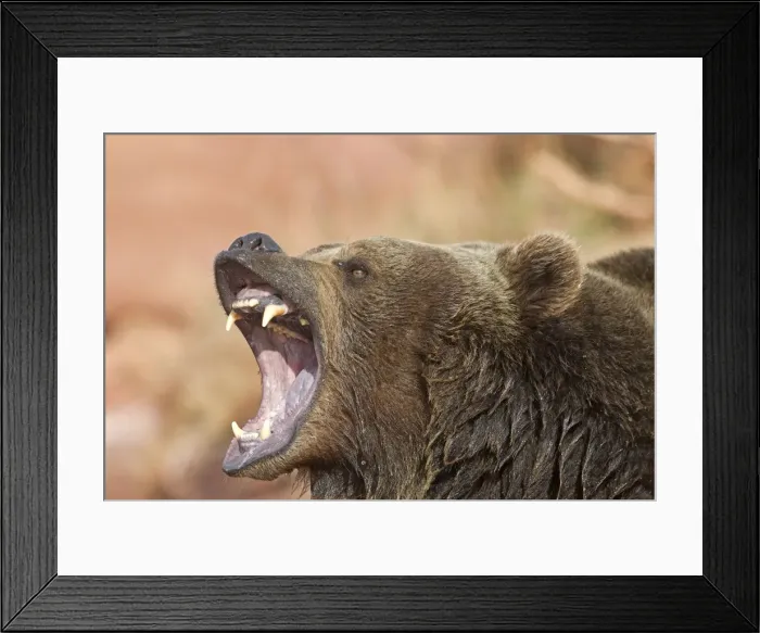Framed Print : Picture No. 10899002 Framed Print : Picture No. 10899002