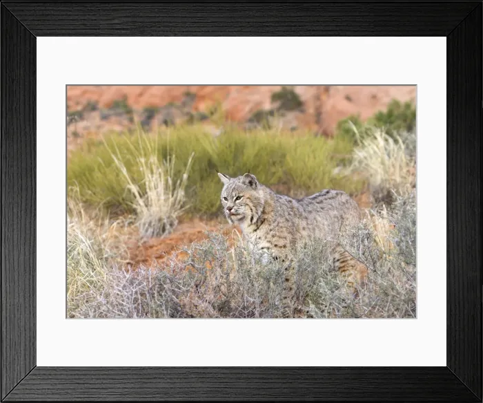Framed Print : Picture No. 10899011 Framed Print : Picture No. 10899011
