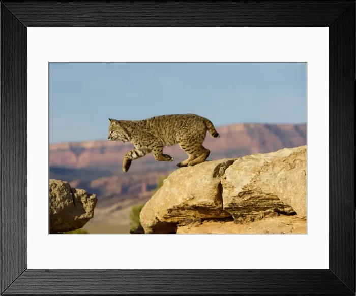 Framed Print : Picture No. 10899009 Framed Print : Picture No. 10899009