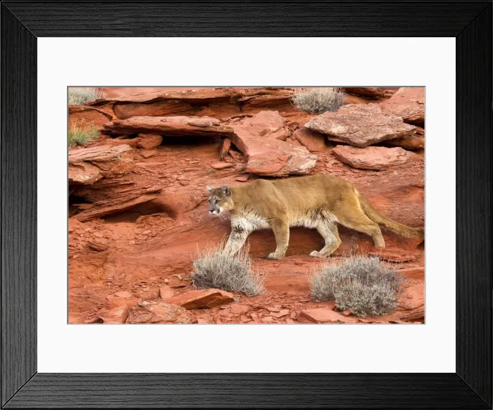 Framed Print : Picture No. 10899005 Framed Print : Picture No. 10899005