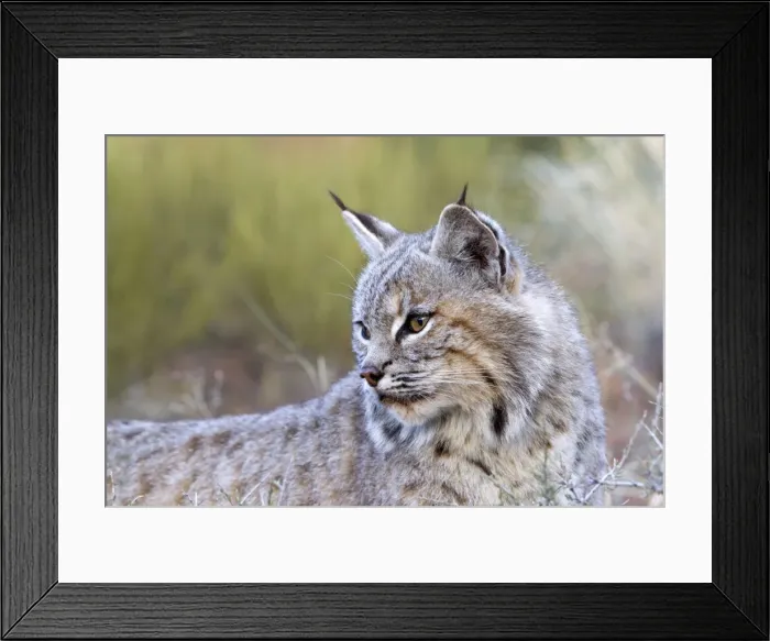 Framed Print : Picture No. 10899013 Framed Print : Picture No. 10899013
