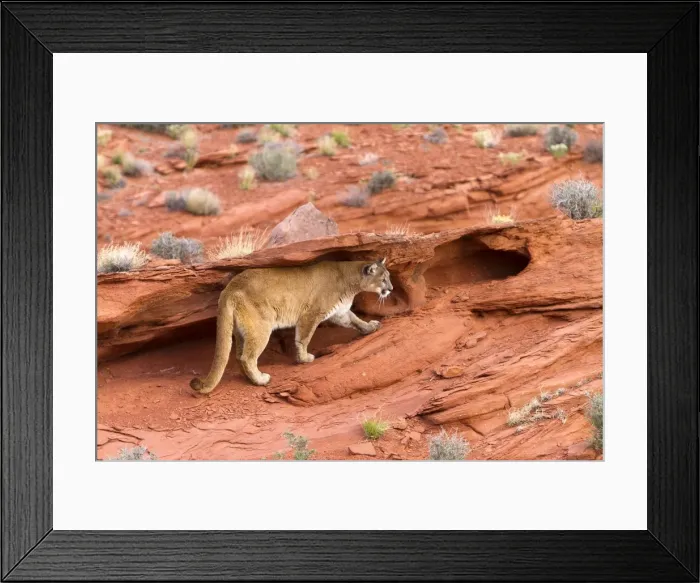 Framed Print : Picture No. 10899007 Framed Print : Picture No. 10899007