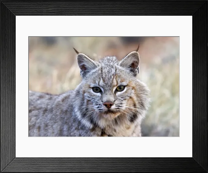 Framed Print : Picture No. 10899012 Framed Print : Picture No. 10899012