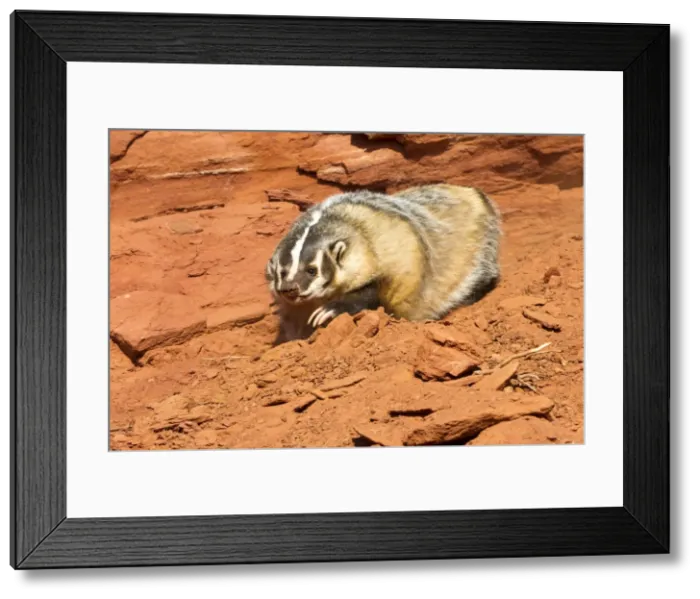Framed Print : Picture No. 10899014 Framed Print : Picture No. 10899014