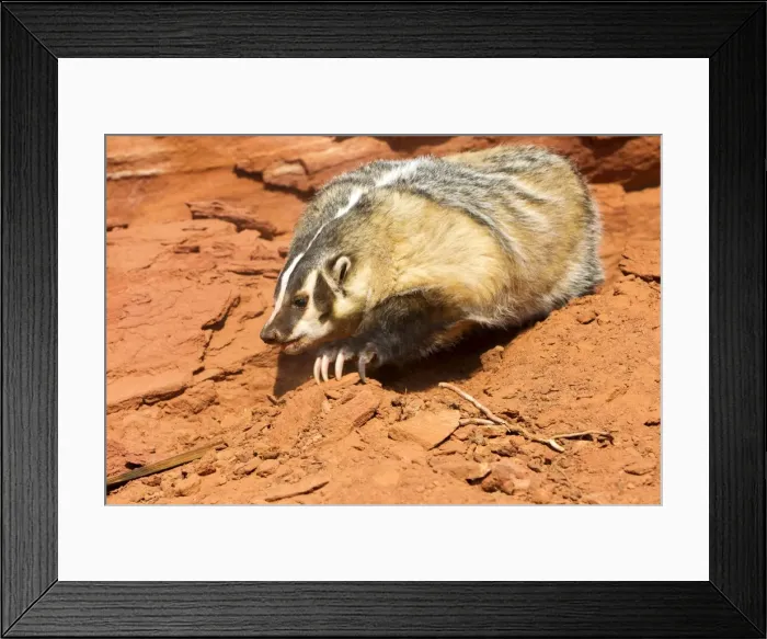 Framed Print : Picture No. 10899015 Framed Print : Picture No. 10899015