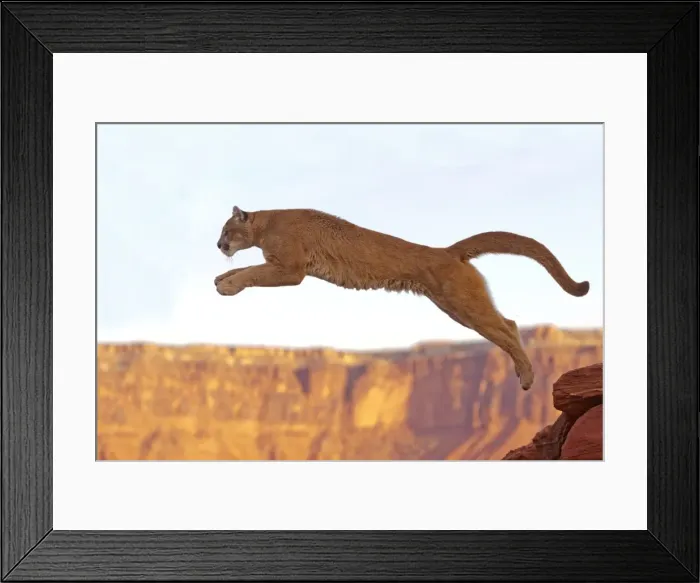 Framed Print : Picture No. 10899020 Framed Print : Picture No. 10899020