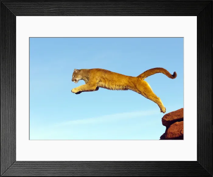Framed Print : Picture No. 10899019 Framed Print : Picture No. 10899019