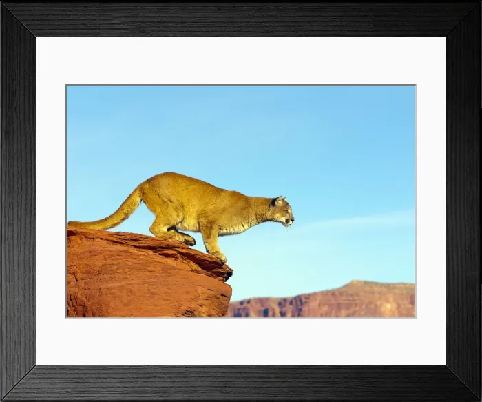 Framed Print : Picture No. 10899025