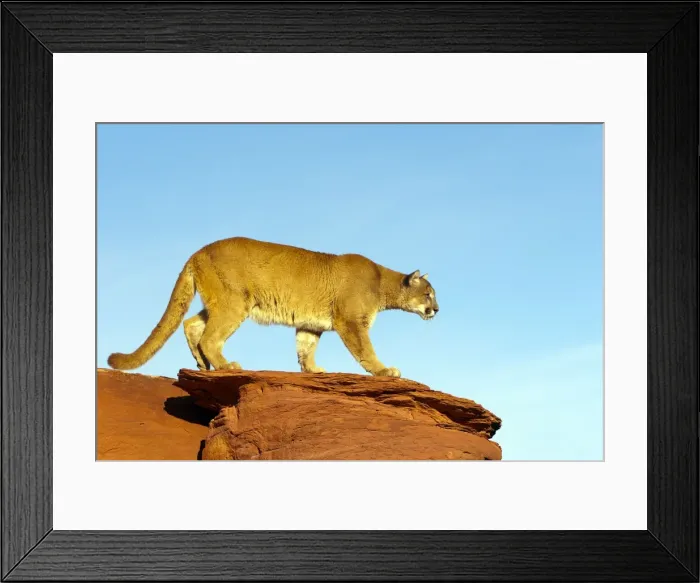 Framed Print : Picture No. 10899026 Framed Print : Picture No. 10899026
